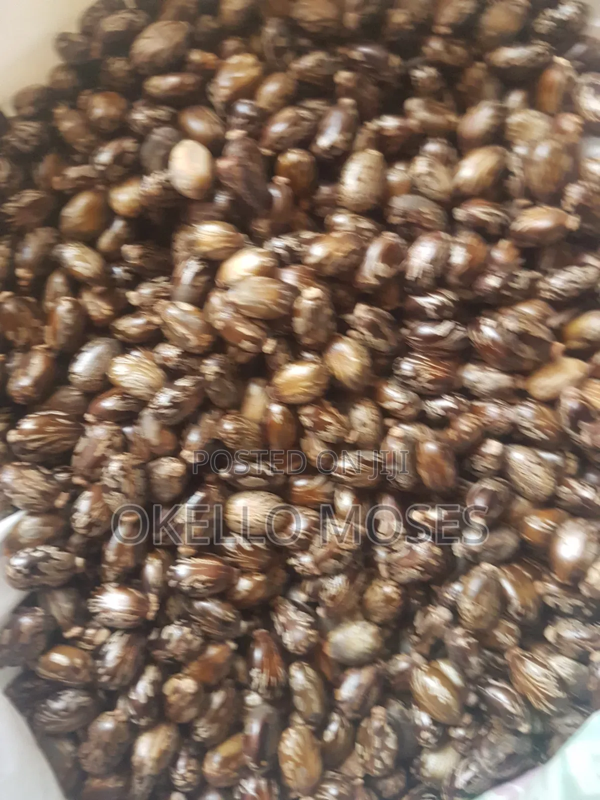 Castor Seed
