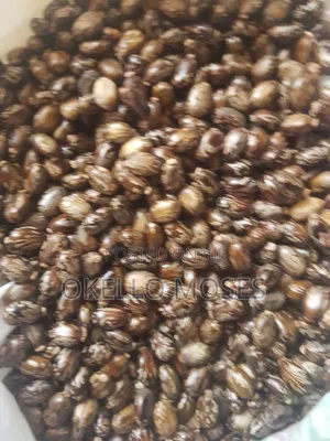Castor Seed