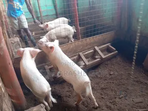 Grower Pigs