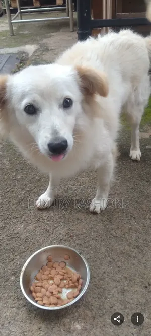 1+ year Male Purebred Japanese Spitz