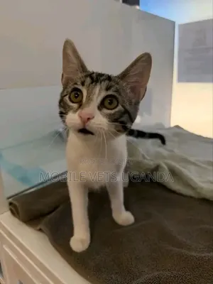 1-3 months Female Purebred American Bobtail