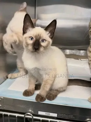 1-3 months Female Purebred Siamese