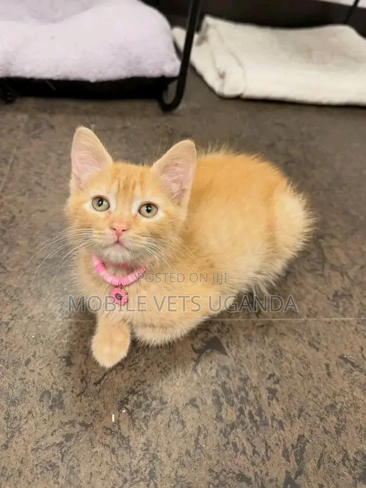 0-1 month Female Purebred Exotic