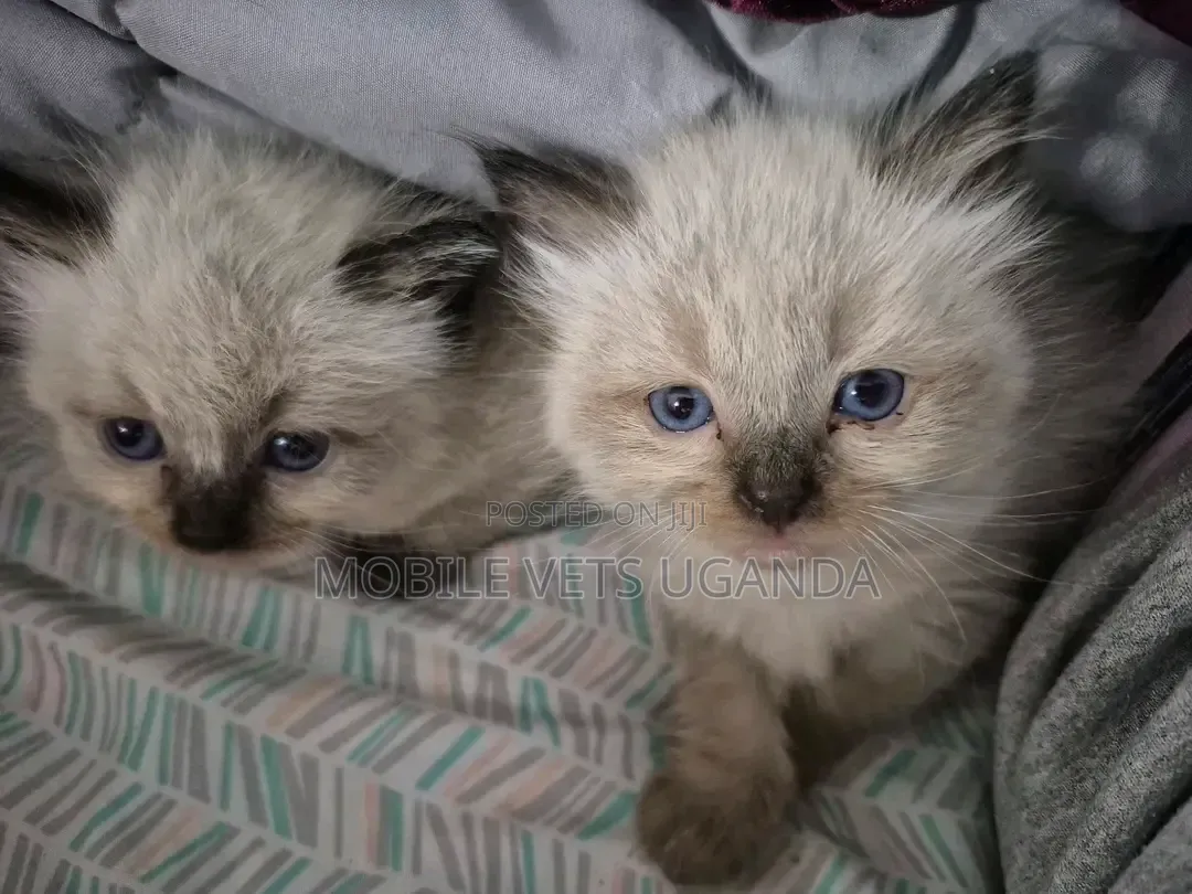 1-3 months Male Purebred Siamese