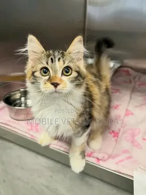 1-3 months Male Purebred Maine Coon