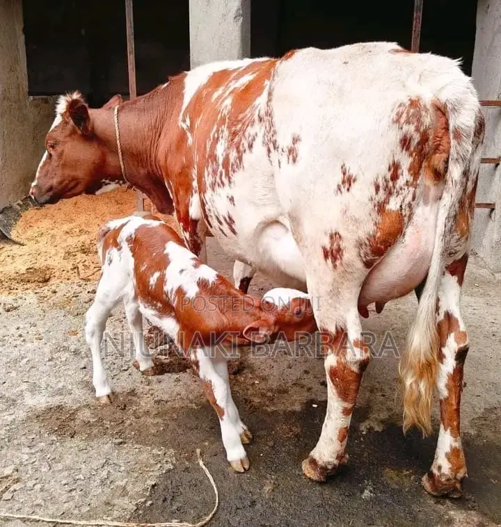 All Dairy Breeds