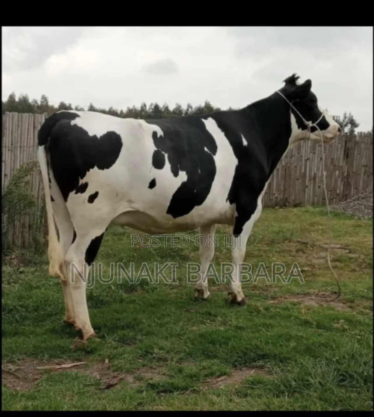 All Dairy Breeds