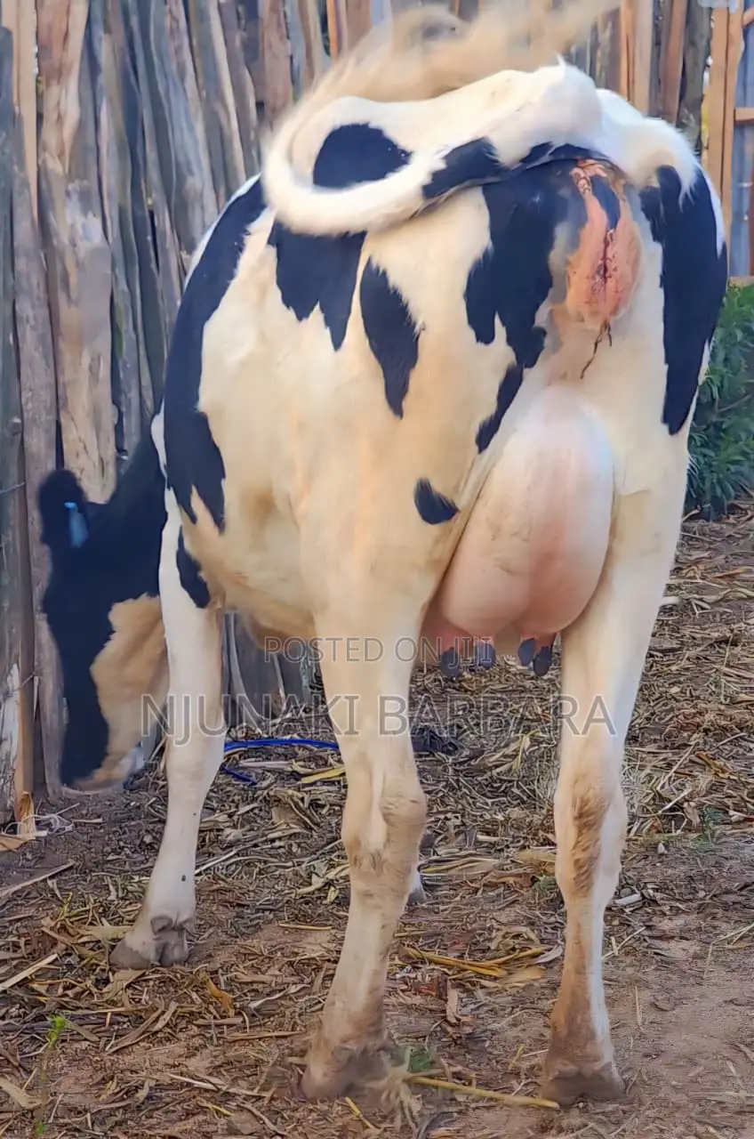 All Dairy Breeds