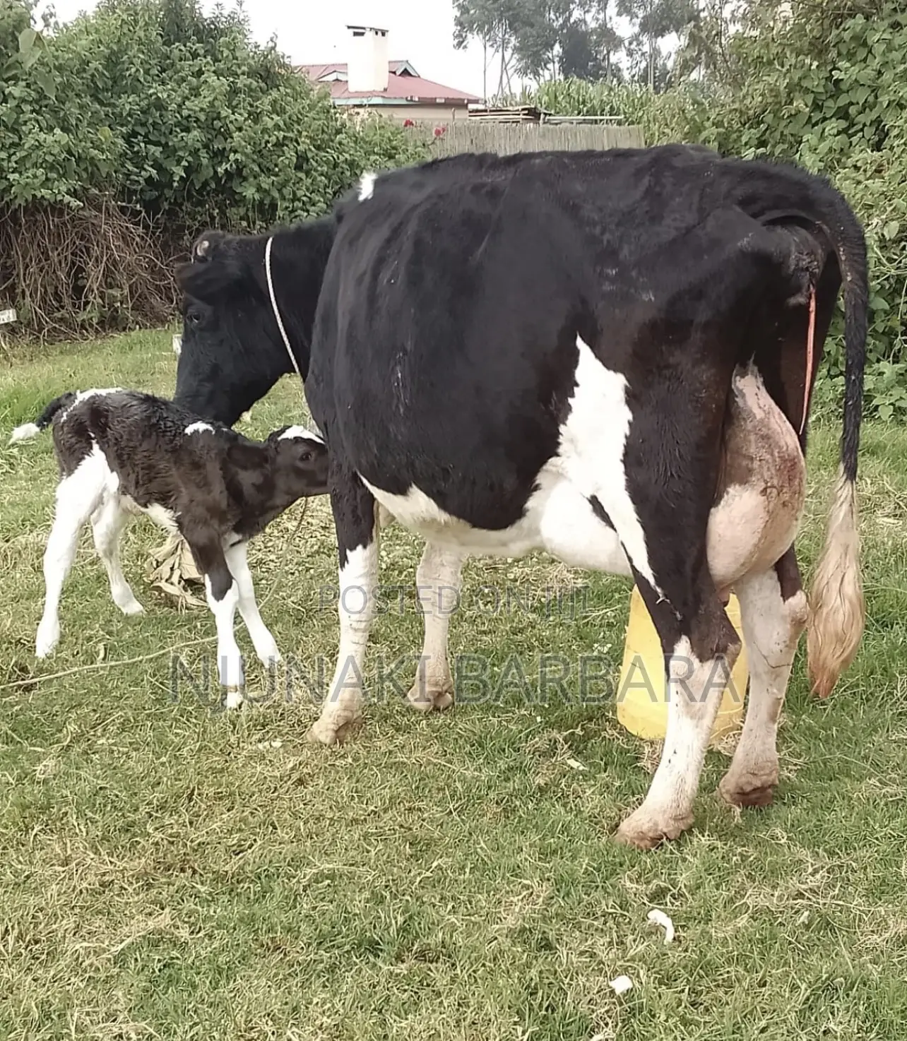 All Dairy Breeds