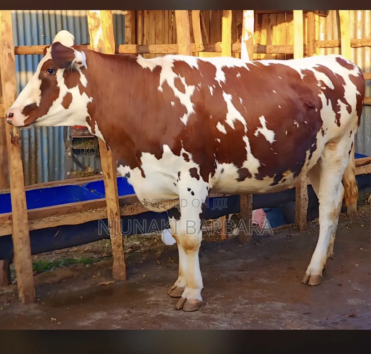 All Dairy Breeds