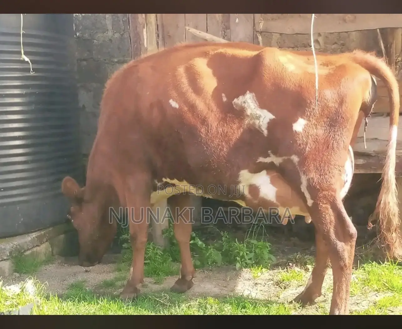 All Dairy Breeds