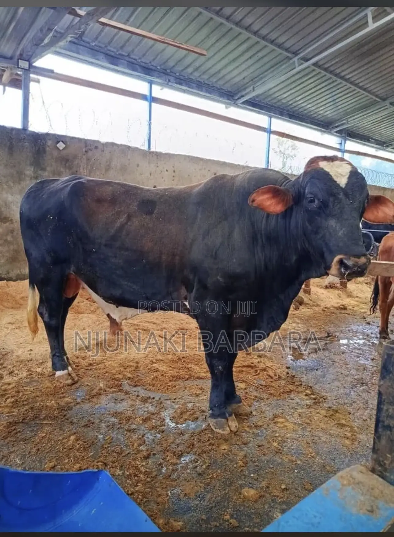 All Dairy Breeds