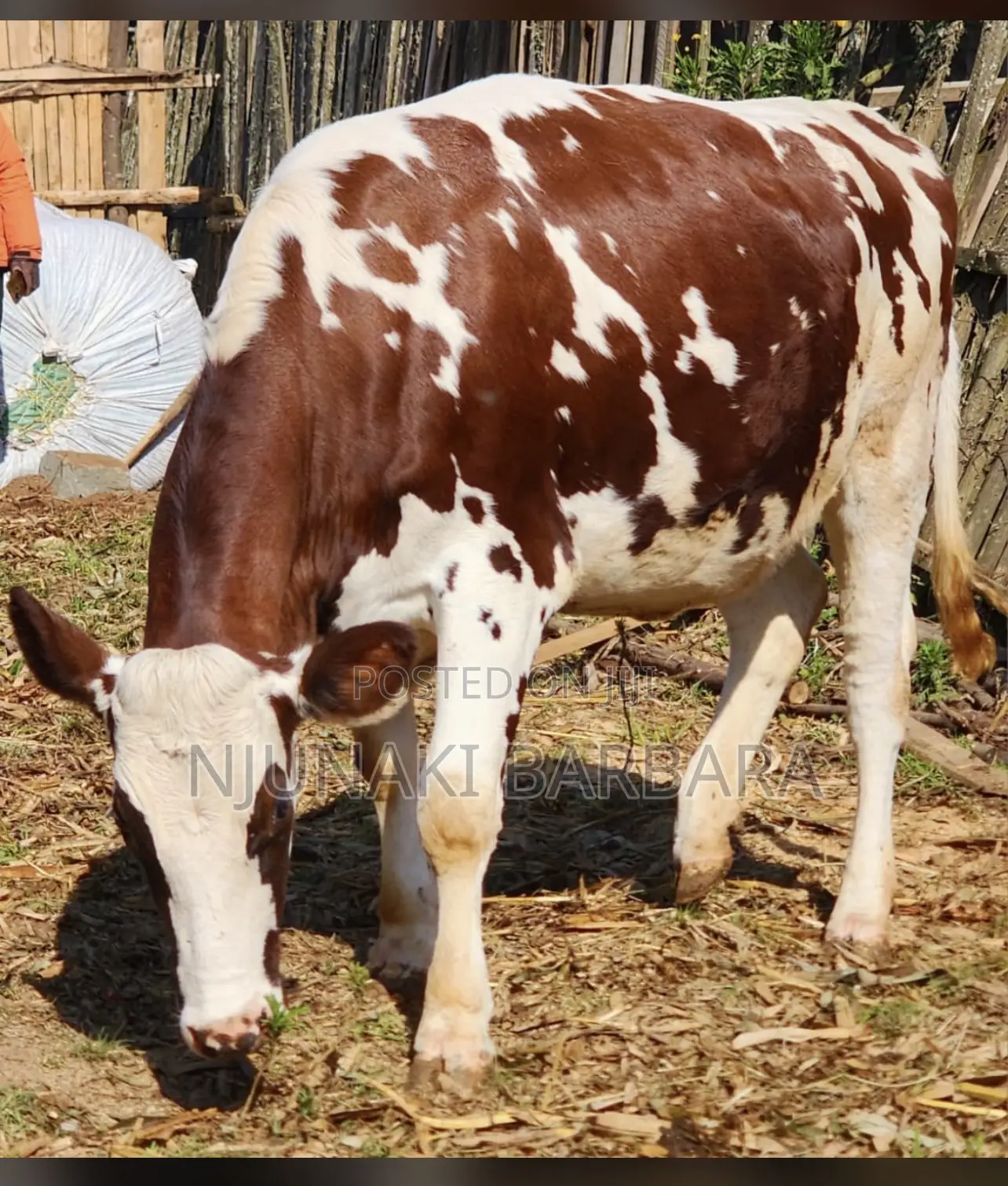 All Dairy Breeds
