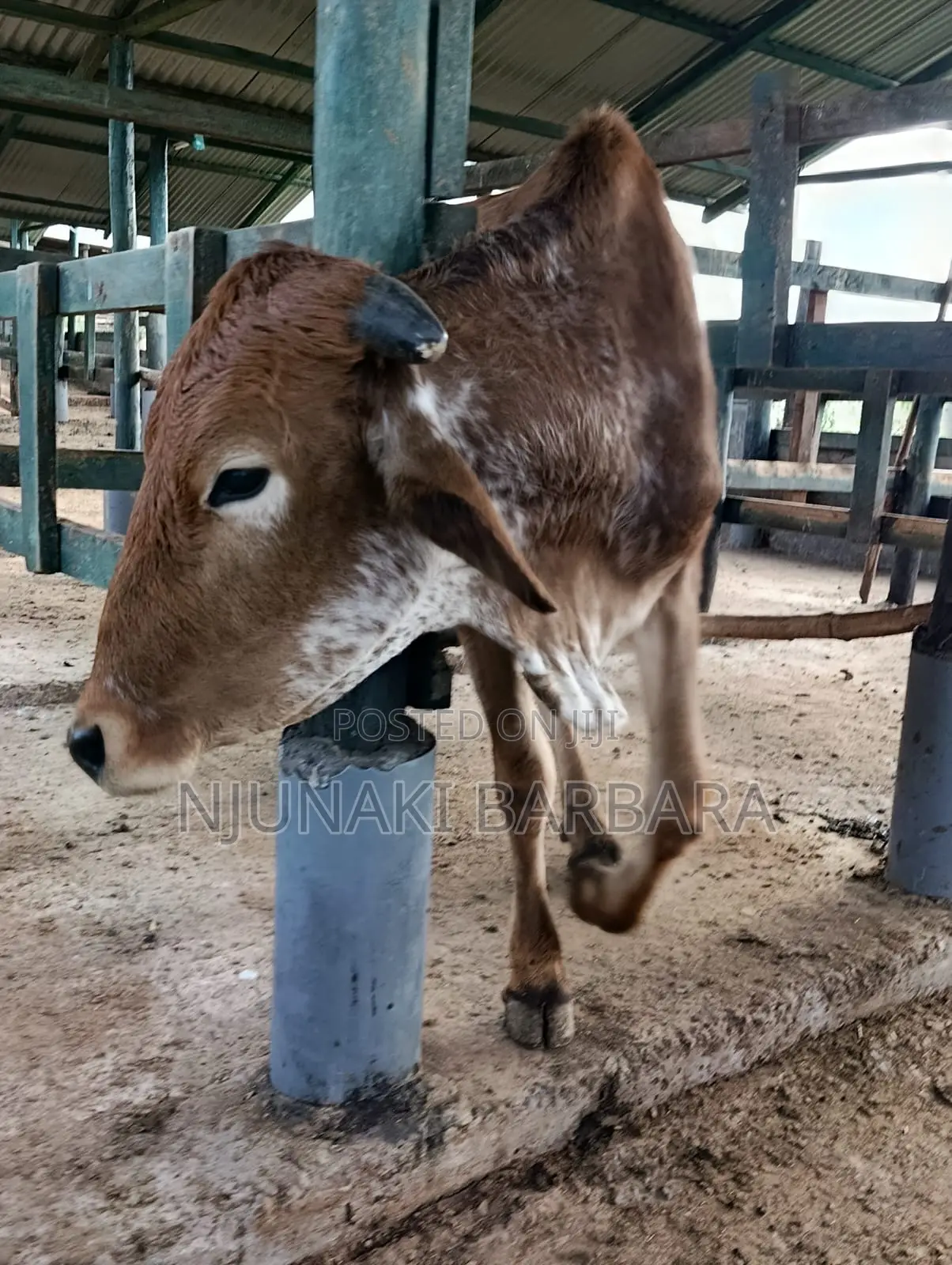 All Dairy Breeds