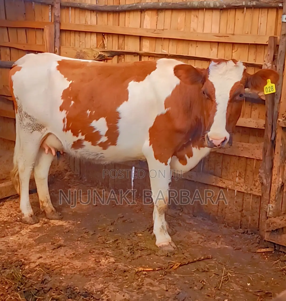 All Dairy Breeds