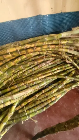 Sugar Canes