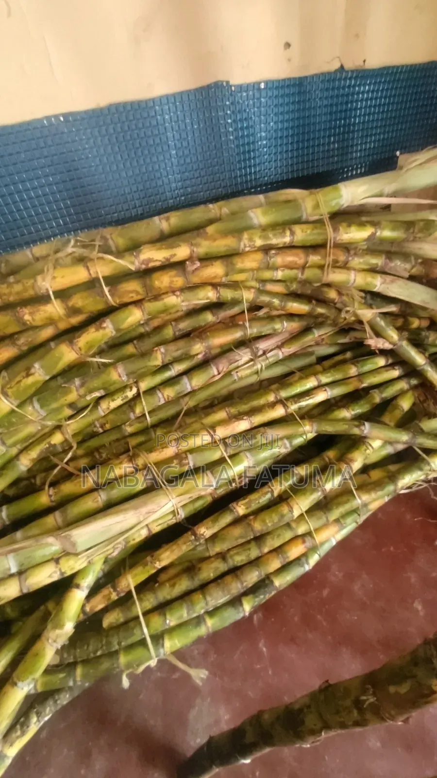 Sugar Canes