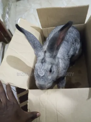 Giant Rabbit ( Purebred)