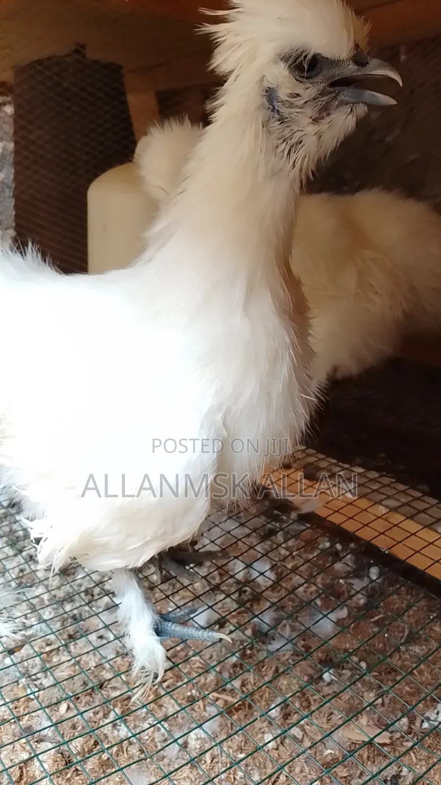 Silkie Bantam