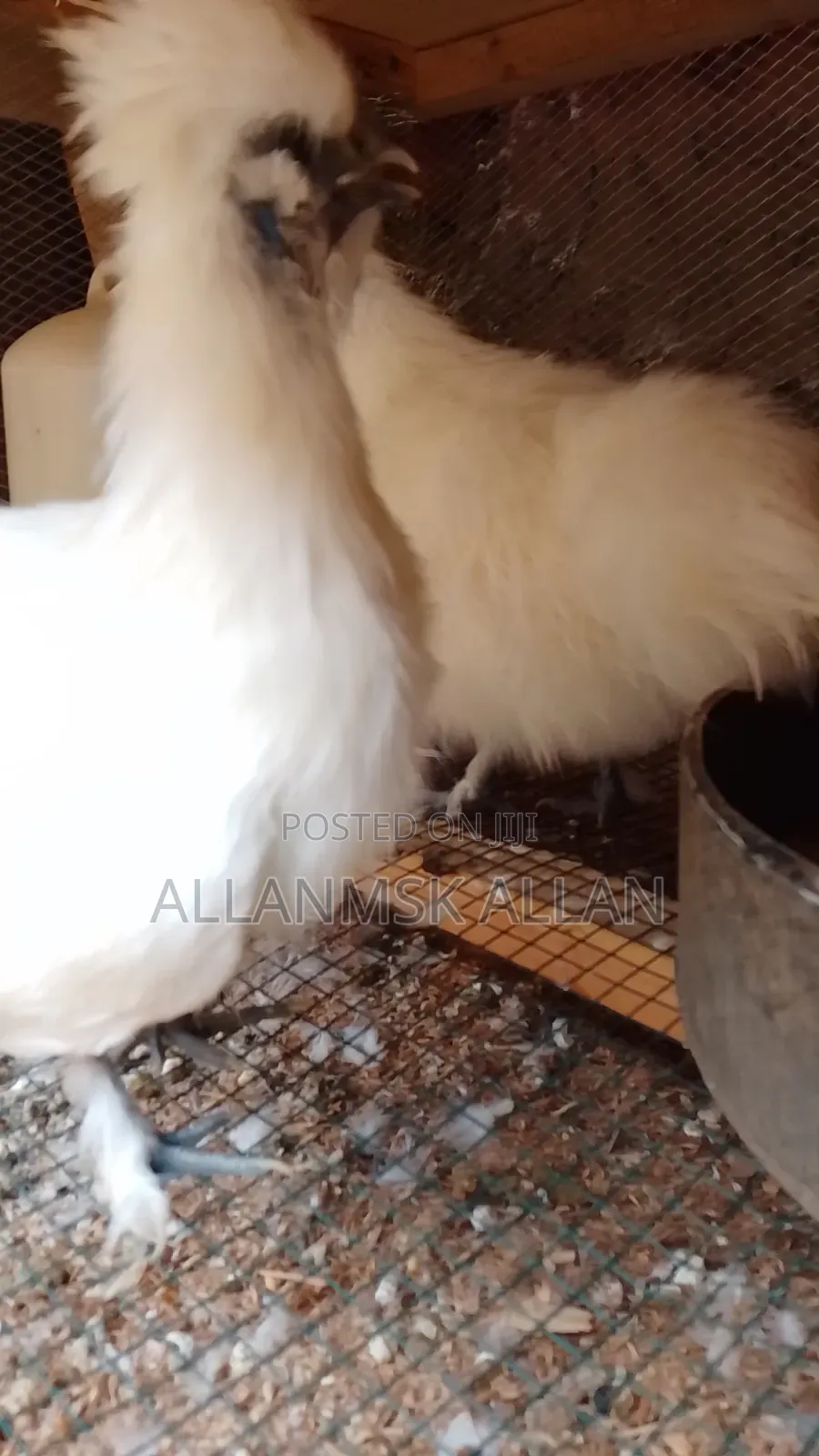 Silkie Bantam