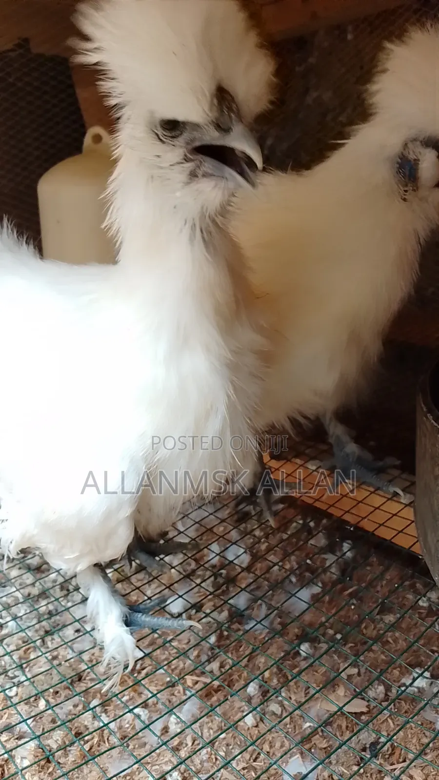 Silkie Bantam