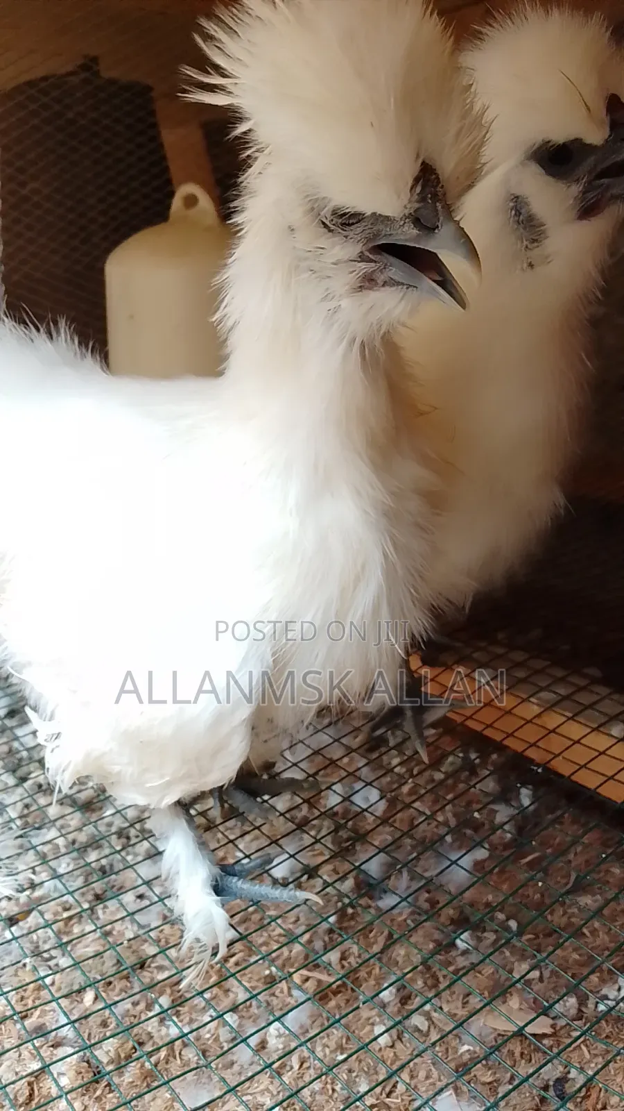 Silkie Bantam