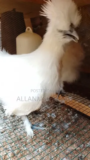 Silkie Bantam