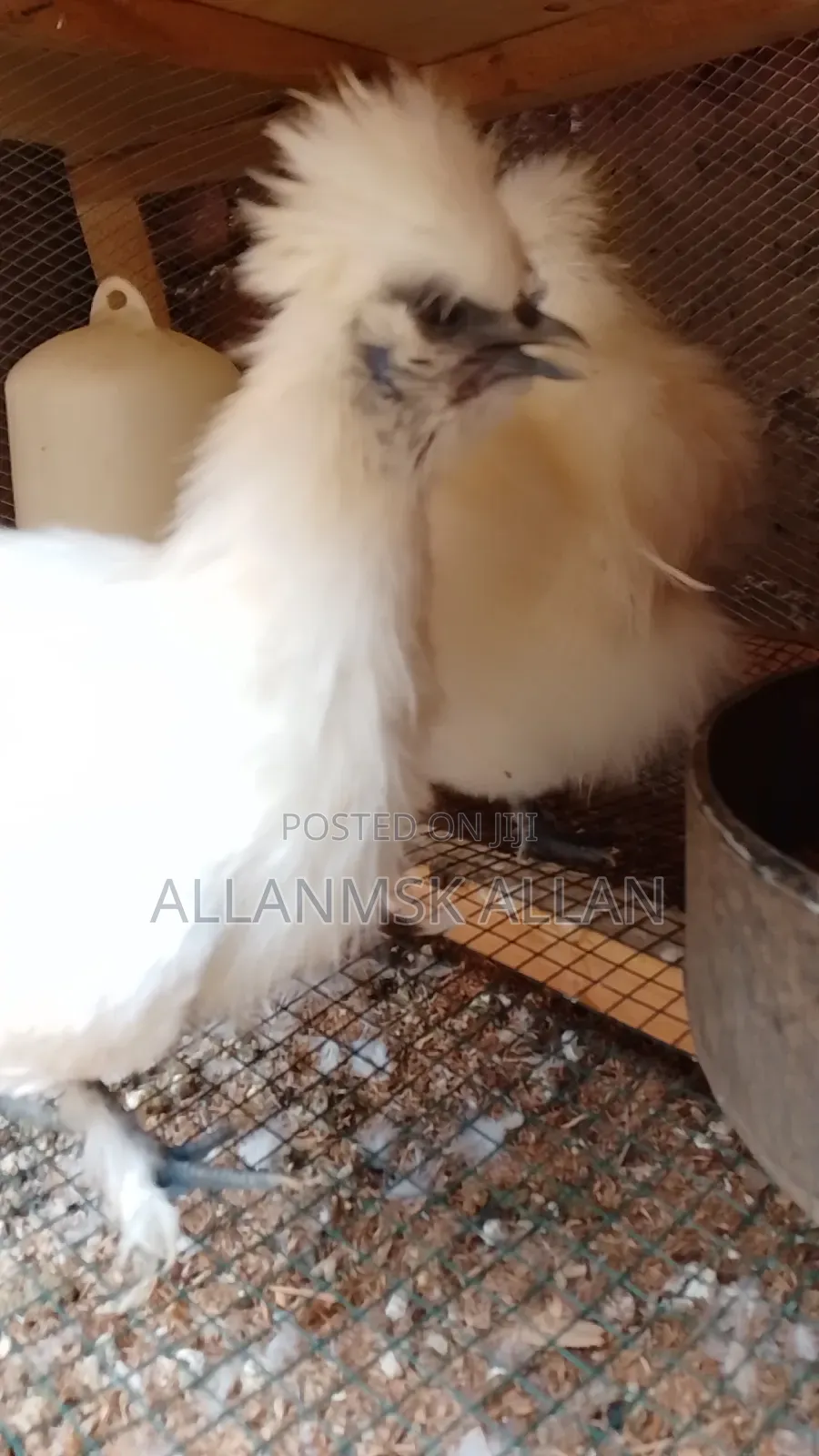 Silkie Bantam