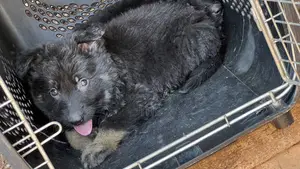 1-3 months Male Purebred German Shepherd