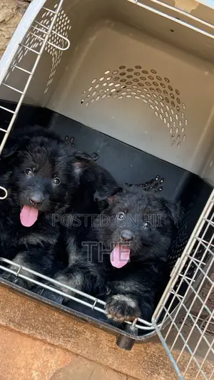1-3 months Female Purebred German Shepherd