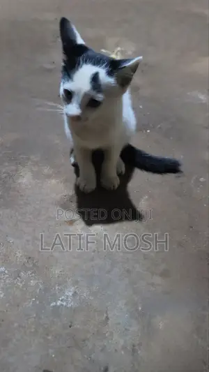1-3 months Female Mixed Breed Exotic