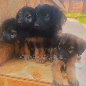 1-3 months Male Purebred German Shepherd