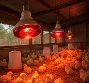250W Infrared Brooding Lamps