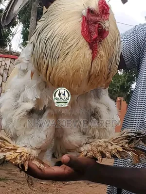 Brahma Chicks
