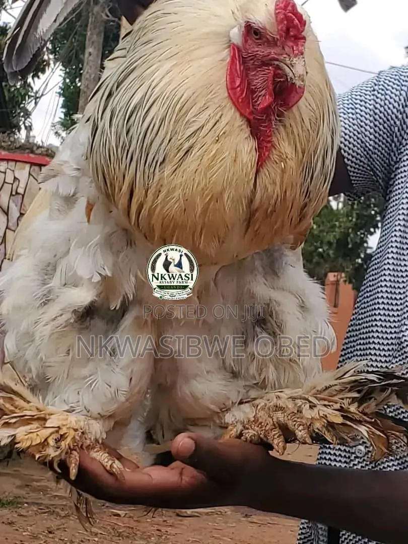 Brahma Chicks