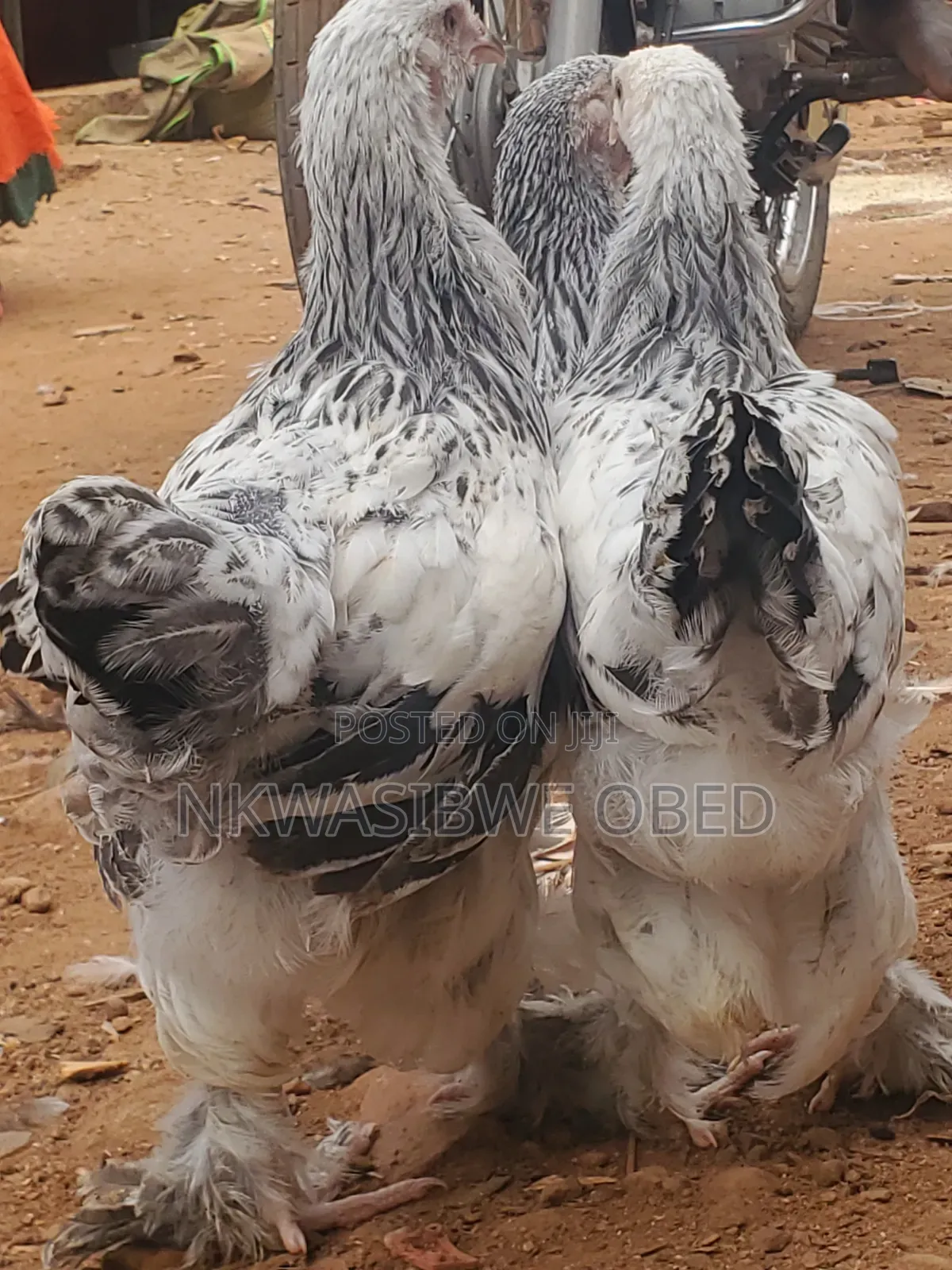 Brahma Chicks