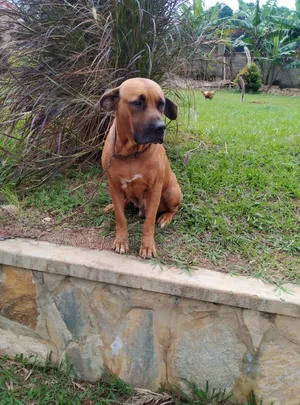 6-12 months Female Purebred Boerboel
