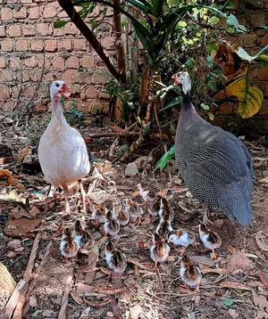Pure Local Freerange Chickens and Guinea Fowl
