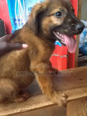 1-3 months Male Mixed Breed Caucasian Shepherd