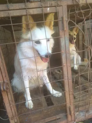 3-6 months Female Mixed Breed Fox Terrier