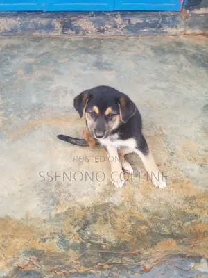 1-3 months Male Mixed Breed German Shorthaired Pointer