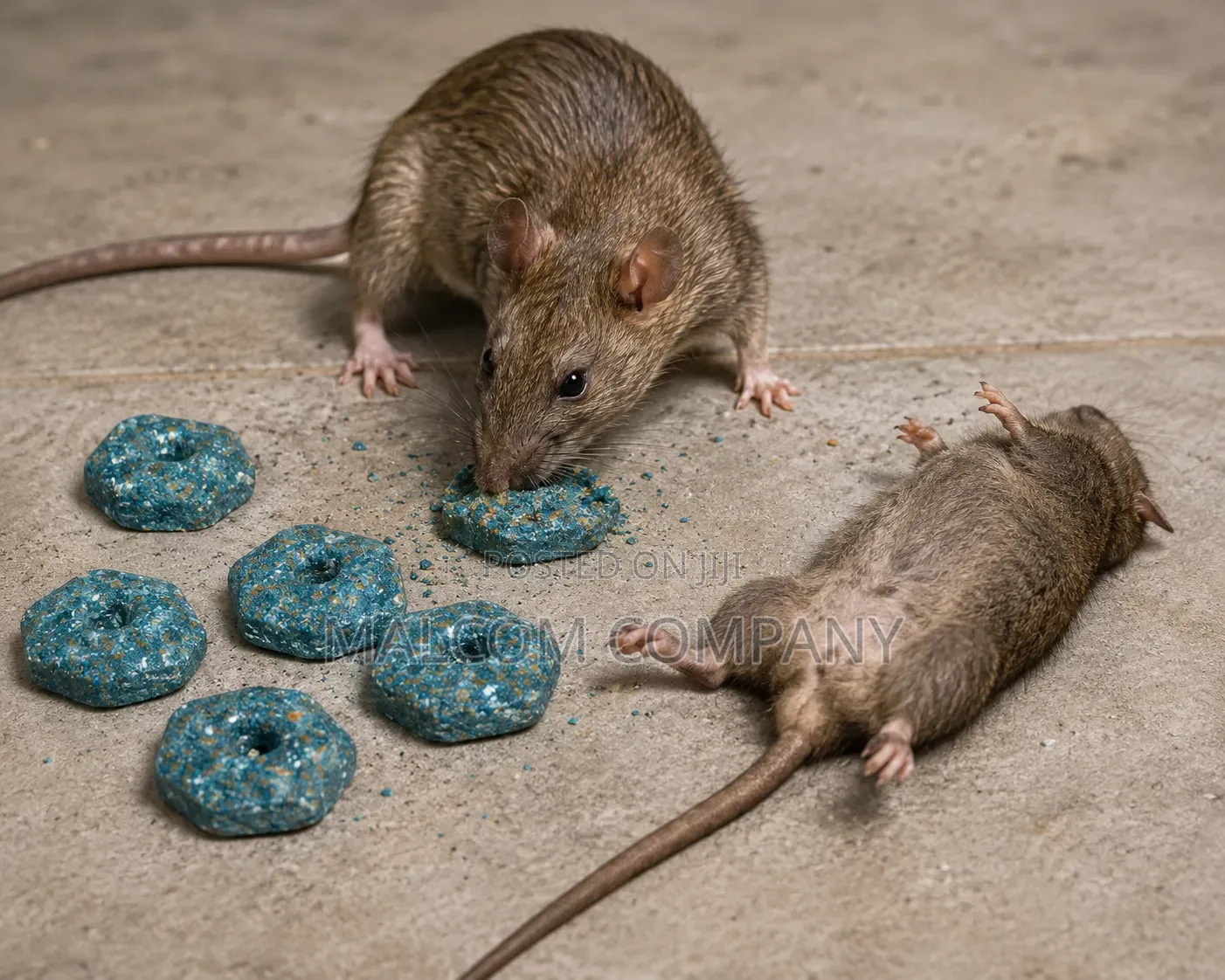 Instant Rat Poison