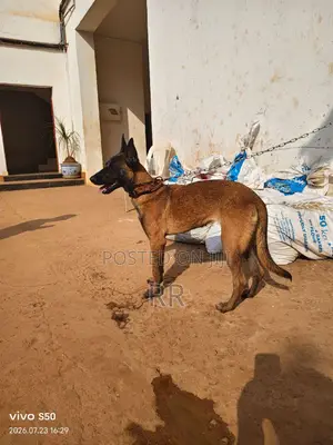 6-12 months Female Purebred Belgian Malinois