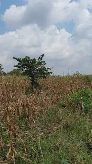 Land for Sale – Nazigo, Kayunga–jinja Road