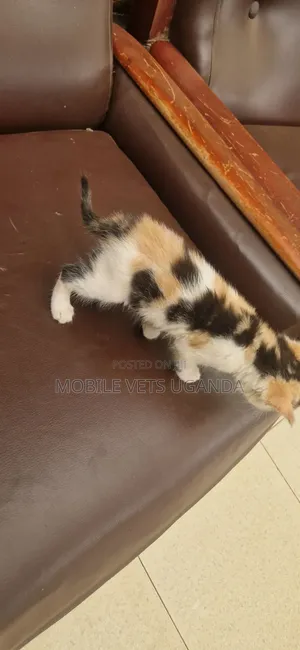 0-1 month Male Purebred Bombay