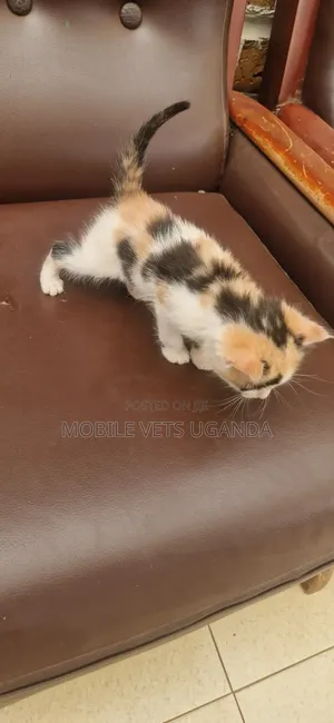 0-1 month Male Purebred American Curl