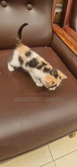 0-1 month Female Purebred Bombay