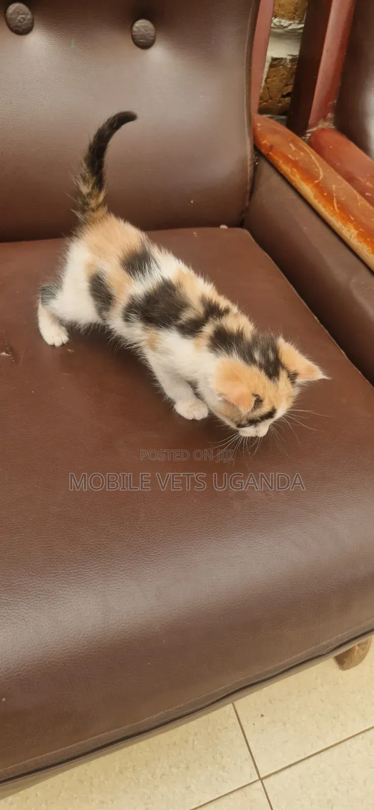 0-1 month Female Purebred Bombay