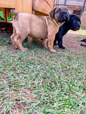1-3 months Male Purebred Boerboel