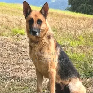 6-12 months Male Purebred German Shepherd